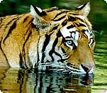 Ranthambore Tiger Tours India